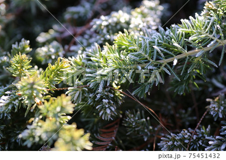 霜の降りた、ハイビャクシンの葉 霜の降りた、ハイビャクシンの葉 75451432