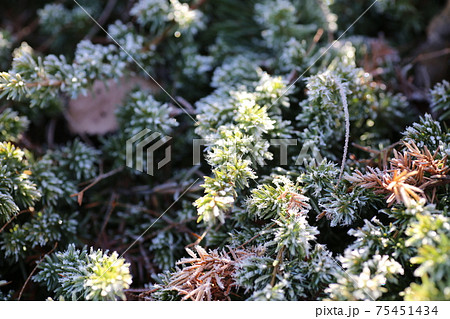 霜の降りた、ハイビャクシンの葉 75451434