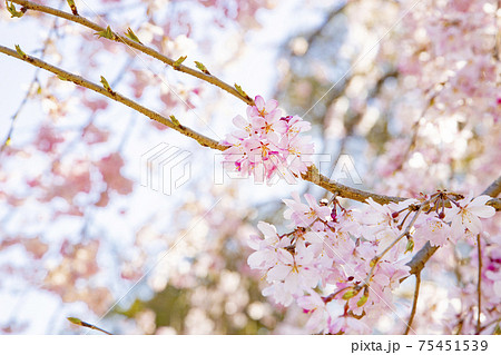 大國魂神社　境内の枝垂れ桜 75451539