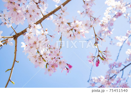大國魂神社　境内の枝垂れ桜 75451540