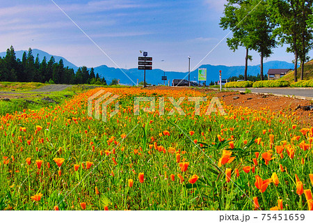 スキージャム勝山 75451659