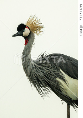 Close-up of grey crowned crane in profile Close-up of grey crowned crane in profile 75451699