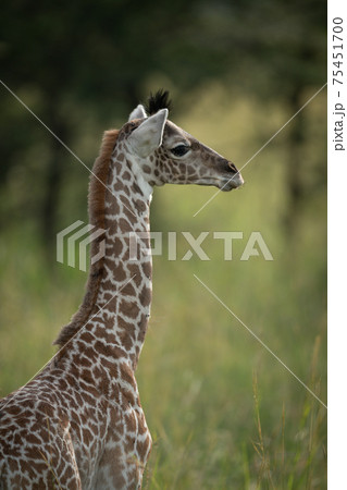 Close-up of baby Masai giraffe watching camera Close-up of baby Masai giraffe watching camera 75451700