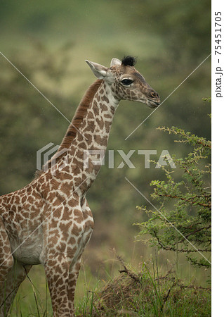 Close-up of baby Masai giraffe near bush 75451705