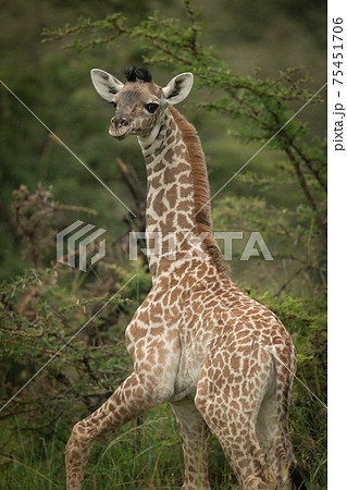 Close-up of baby Masai giraffe looking back 75451706