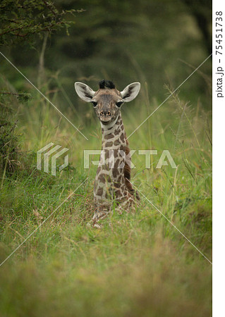 Baby Masai giraffe lies in long grass 75451738