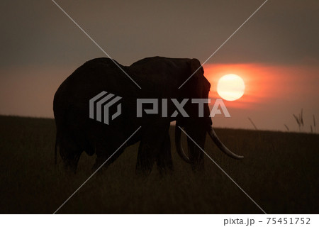 African bush elephant stands silhouetted at sunset 75451752