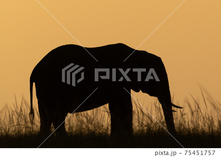 African bush elephant on skyline at sunset 75451757