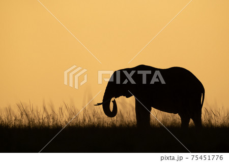 African bush elephant eating grass on skyline 75451776