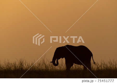 African bush elephant eating grass at sunset 75451777