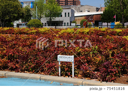 オタフクナンテン/大阪府大阪市西淀川区 75451816