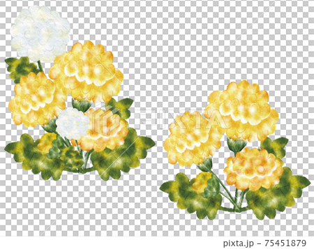 Dandelion · fluff 75451879