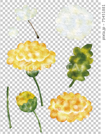 蒲公英一個人 蒲公英一個人 75451881