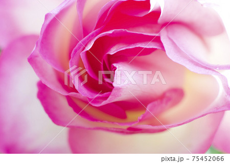 ピンク色のバラの花のクローズアップ写真です 75452066