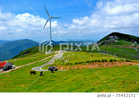 四国カルスト・ランドマークの風車と牛がいる、絵のような美しい風景・姫鶴平付近・愛媛県・高知県(5) 四国カルスト・ランドマークの風車と牛がいる、絵のような美しい風景・姫鶴平付近・愛媛県・高知県(5) 75452171