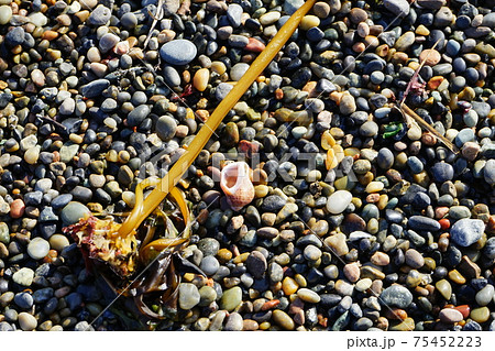 復興した十府ヶ浦海岸の小石 75452223