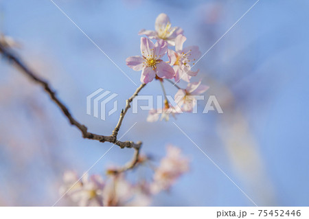 桜満開 可憐な桜 可愛い桜 爽快な桜 桜の写真素材
