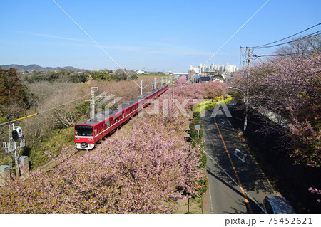 河津桜と京急1500形電車 75452621