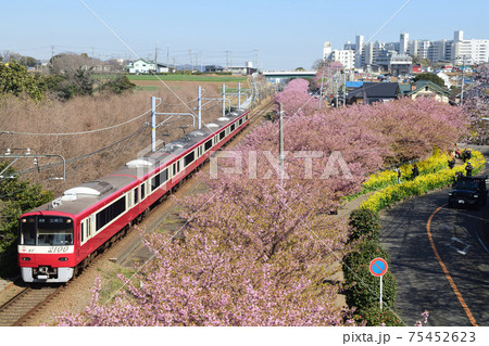 河津桜と菜の花と京急2100形電車 75452623