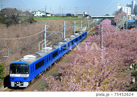 河津桜と京急2100形電車 ブルースカイトレインの写真素材