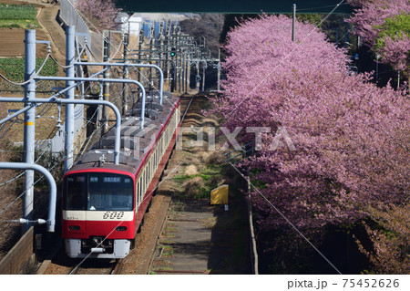 直線を行く河津桜と京急600形電車 75452626
