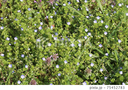 早春に咲く 可憐なオオイヌノフグリの花の写真素材