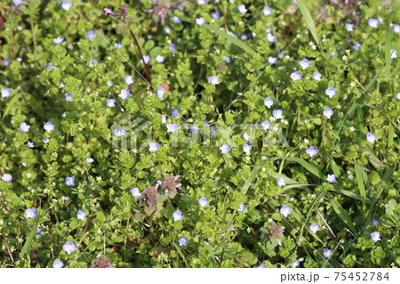 早春に咲く、可憐なオオイヌノフグリの花 早春に咲く、可憐なオオイヌノフグリの花 75452784