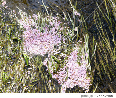川に群生する青々としたナガエミクリの葉上に 大量に積もった寒桜のピンクの花びらの写真素材