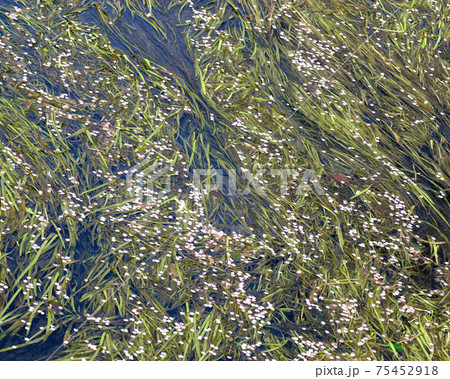 川の流れに揺れる青々としたナガエミクリの葉上に、降り積もった寒桜のピンクの花びらが美しいです 75452918