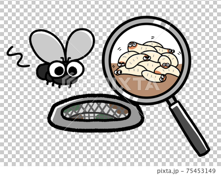 排水溝に沸いたハエとウジ 75453149