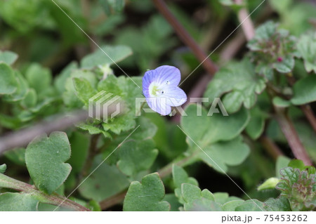 早春に咲く 可憐なオオイヌノフグリの花の写真素材