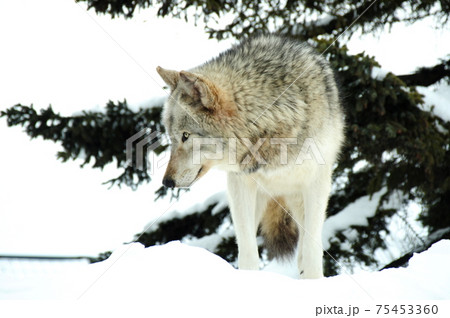 冬のオオカミの写真素材
