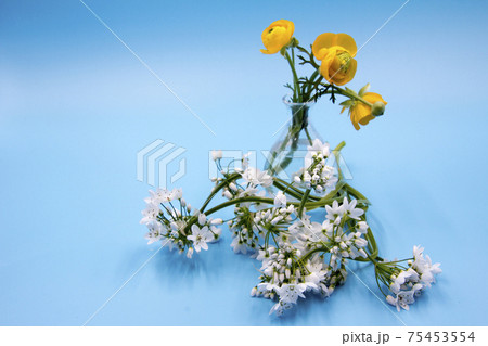 コアニーの切花 コアニーの切花 75453554