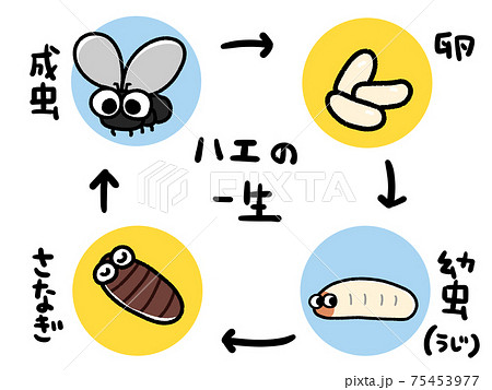 ハエの成長サイクルの図のイラスト素材