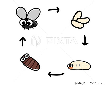 ハエの成長サイクルの図のイラスト素材