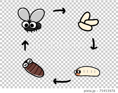 Diagram of fly growth cycle 75453978