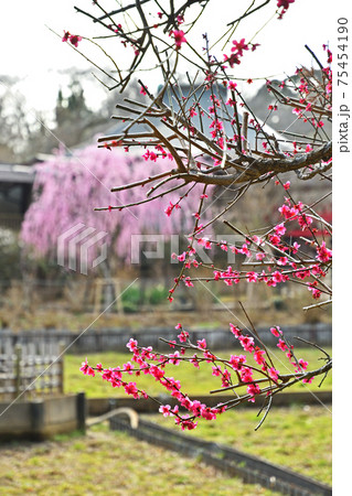 松戸市散歩：本土寺 日蓮宗  像師堂境内の紅梅 75454190