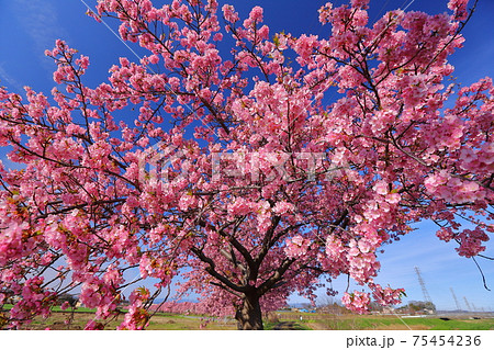 埼玉県坂戸市塚越 すみよし桜の里の河津桜並木の写真素材