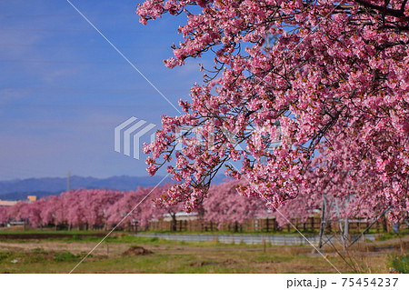 埼玉県坂戸市塚越　すみよし桜の里の河津桜並木 75454237
