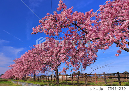 埼玉県坂戸市塚越　すみよし桜の里の河津桜並木 75454239
