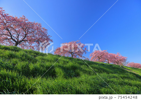 埼玉県坂戸市塚越　すみよし桜の里の河津桜並木 75454248
