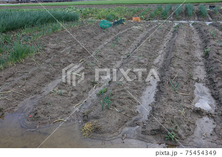 排水が悪いネギ畑の工夫 排水が悪いネギ畑の工夫 75454349