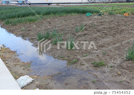 排水が悪いネギ畑の工夫 排水が悪いネギ畑の工夫 75454352