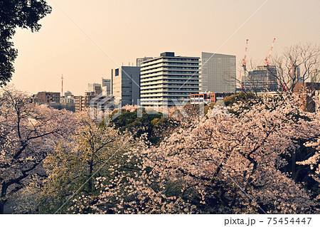 横浜・掃部山公園 75454447