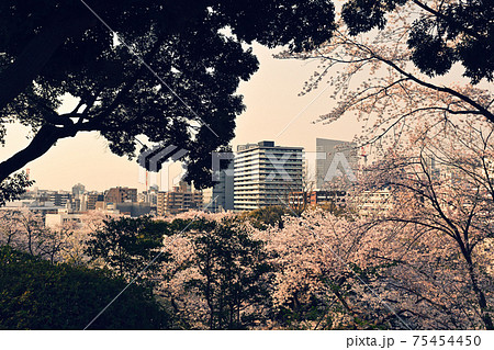 横浜・掃部山公園 横浜・掃部山公園 75454450