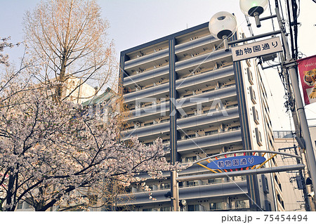 横浜・野毛山公園 横浜・野毛山公園 75454494