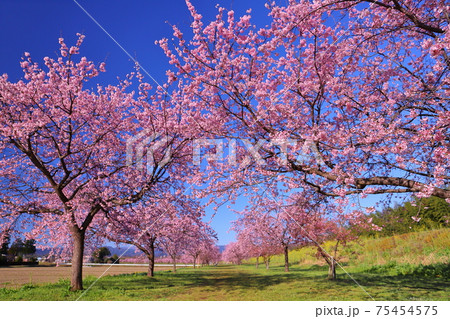 埼玉県坂戸市北浅羽 北浅羽桜堤公園 安行寒桜並木 埼玉県坂戸市北浅羽 北浅羽桜堤公園 安行寒桜並木 75454575