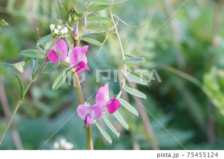 ヤハズエンドウの花 ヤハズエンドウの花 75455124