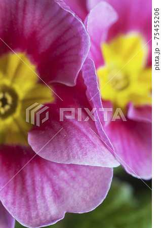Common primrose flowers, close up shot 75455206