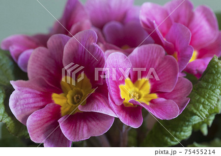 Common primrose flowers, close up shot Common primrose flowers, close up shot 75455214